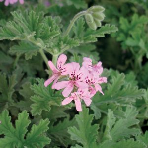 LAKSHMI - EO GERANIUM ROSE 10ml